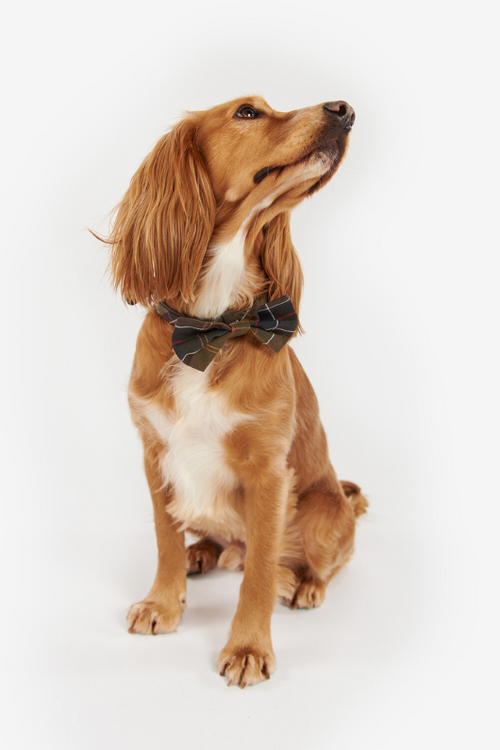 An image of a dog wearing the Barbour Tartan Dog Bow Tie in the colour Classic Tartan.