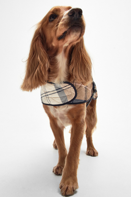 An image of a dog wearing the Barbour Tartan Dog Coat in the colour Primrose Hessian.