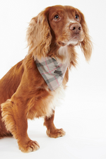 An image of a dog wearing the Barbour Tartan Bandana in the colour Taupe/Pink.