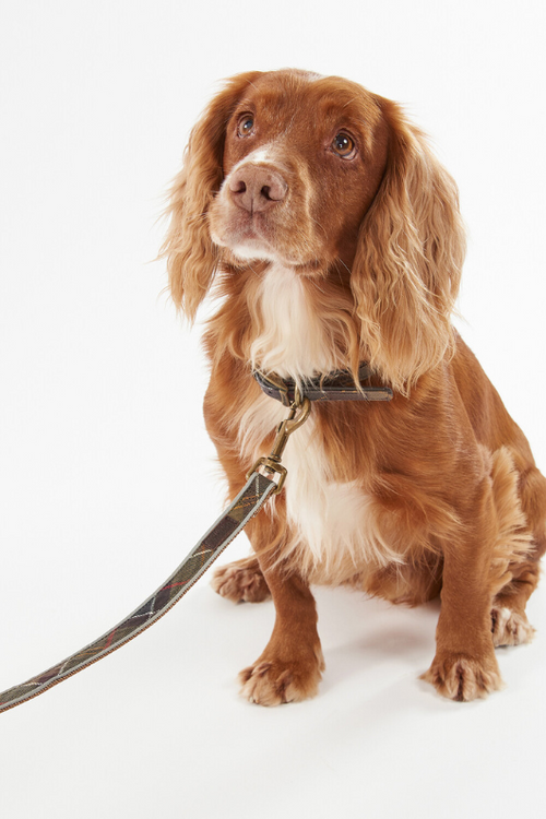 An image of a dog wearing the Barbour Reflective Tartan Dog Lead in the colour Classic Tartan.