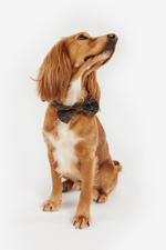An image of a dog wearing the Barbour Tartan Dog Bow Tie in the colour Classic Tartan.