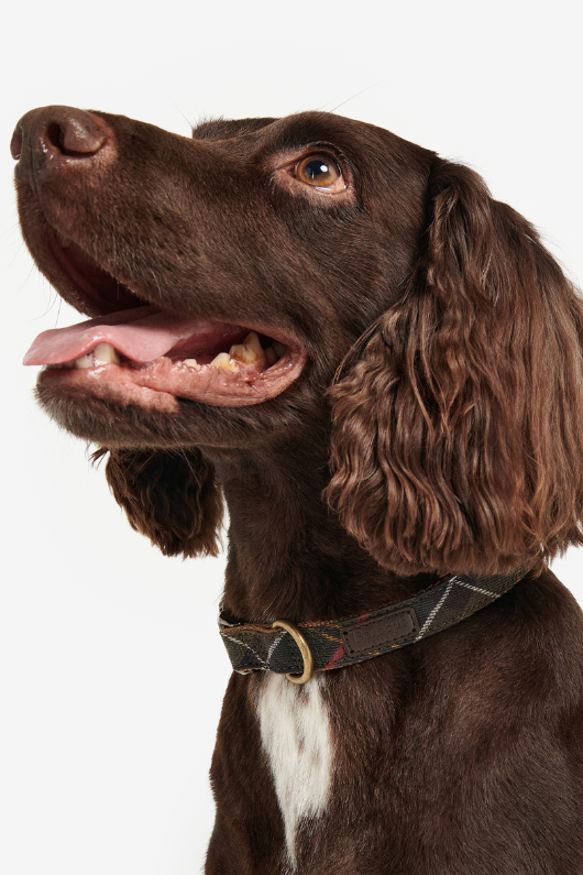 An image of the Barbour Tartan/Webbing Dog Collar