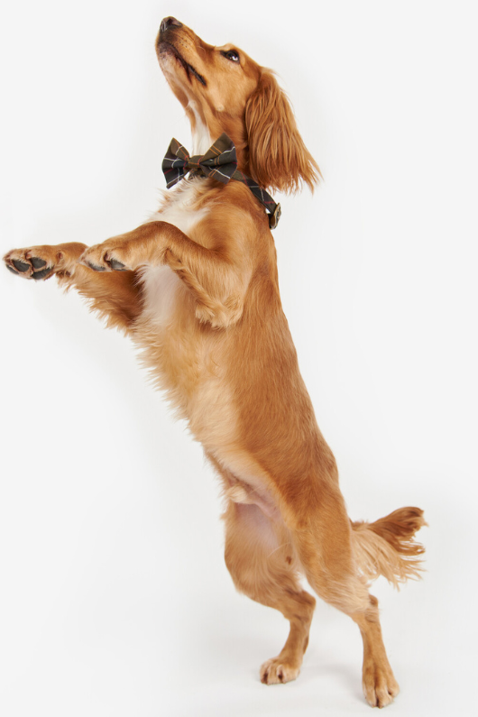 An image of the Barbour Tartan Dog Bow Tie