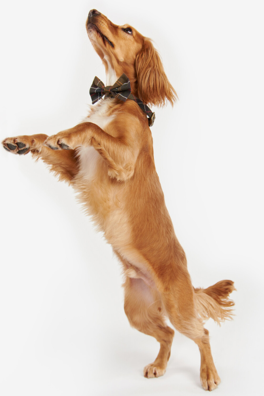 An image of a dog wearing the Barbour Tartan Dog Bow Tie in the colour Classic Tartan.