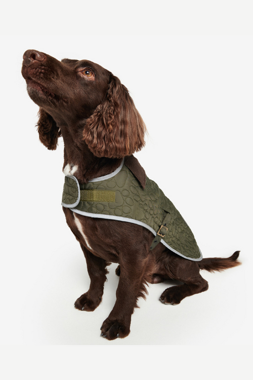 An image of a dog wearing the Barbur Paw-Quilted Dog Coat in the colour Olive.