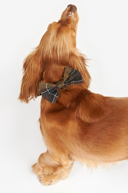 An image of a dog wearing the Barbour Tartan Dog Bow Tie in the colour Classic Tartan.