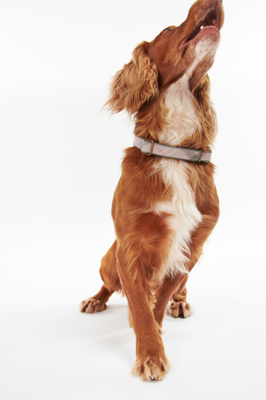 An image of a dog wearing the Barbour Reflective Tartan Dog Collar in the colour Taupe/Pink Tartan.