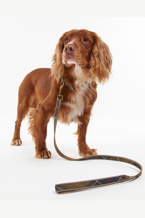 An image of a dog wearing the Barbour Reflective Tartan Dog Lead in the colour Classic Tartan.