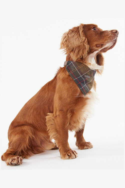 An image of a dog wearing the Barbour Tartan Bandana in the colour Classic Tartan.