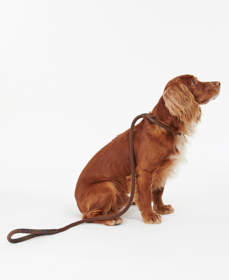 An image of a dog wearing the Barbour Tartan Trimmed Slip Lead in the colour Classic Tartan.