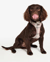 An image of the Barbour Barbour Tartan Dog Harness