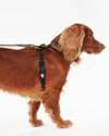 An image of the Barbour Barbour Tartan Dog Harness