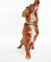 An image of the Barbour Reflective Tartan Dog Collar