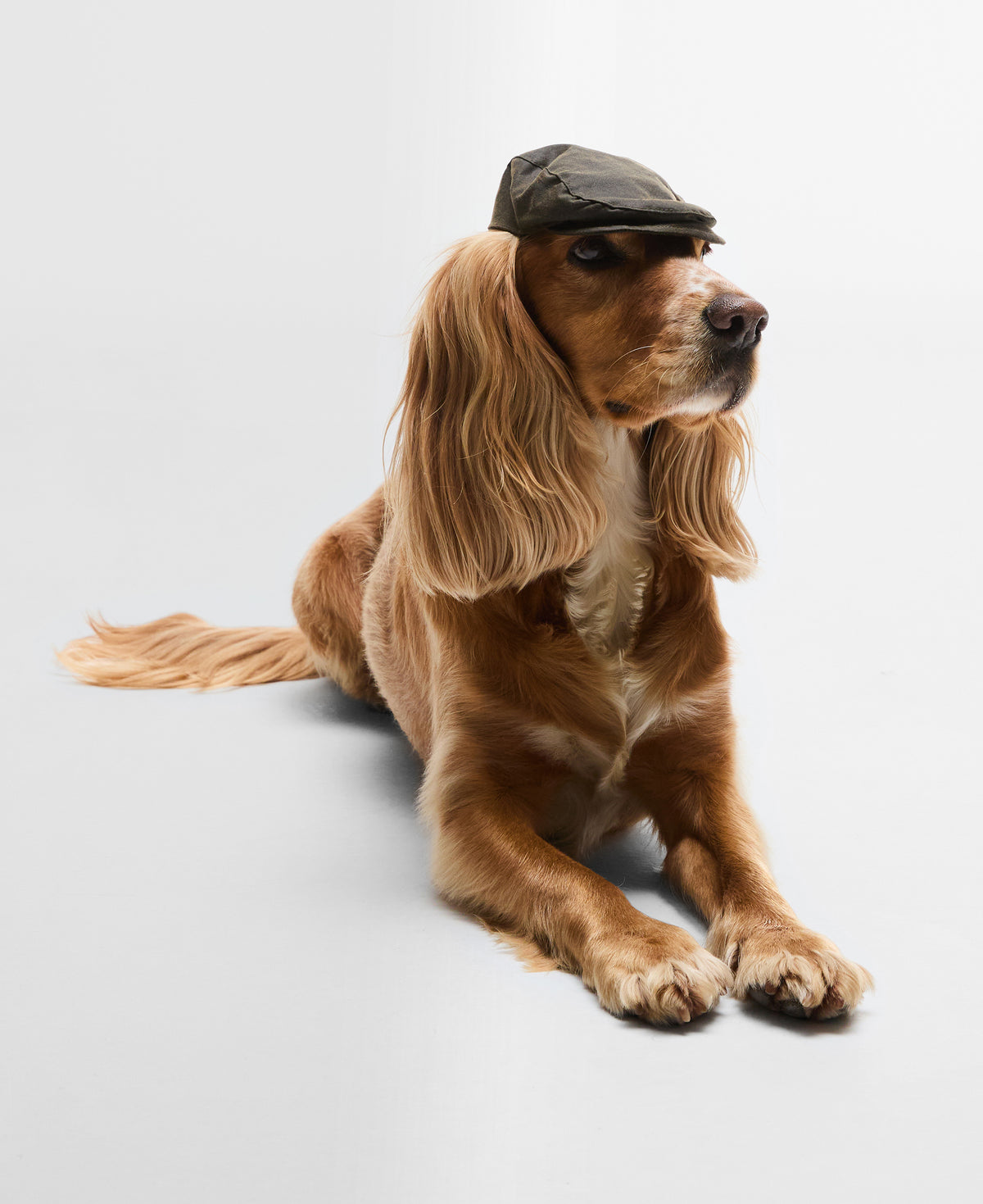 An image of the Barbour Dog Wax Flat Cap