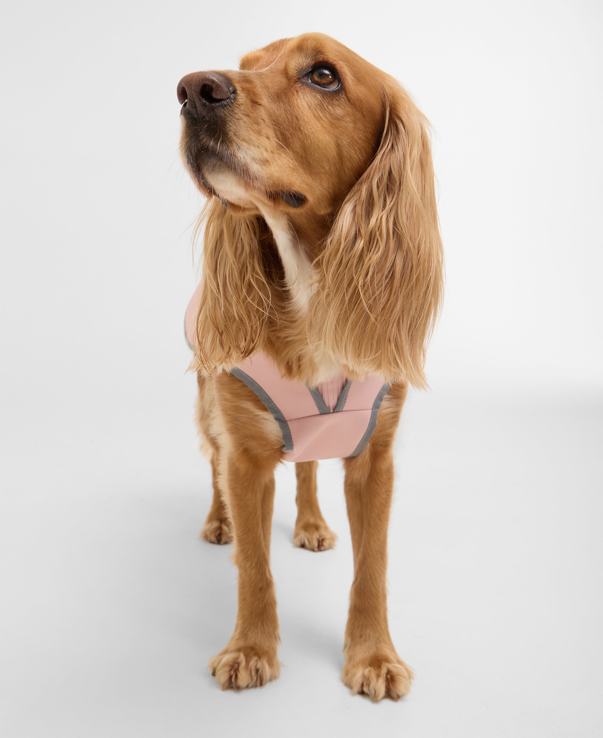 Barbour Evie Waterproof Dog Coat