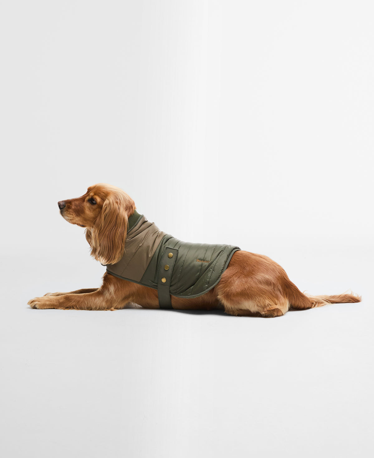An image of the Barbour Barbour Brampton Quilted Dog Coat